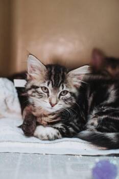 00742B Victoria- PetSmart James Island -  Domestic Short Hair Cat for Adoption in North Charleston, South Carolina - 00742B Victoria- PetSmart James Island | PetCurious