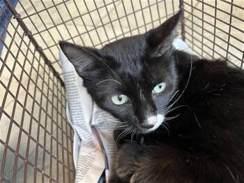 Domestic Short Hair Cats Available for Adoption in San Antonio, Texas - PHYLLIS | PetCurious