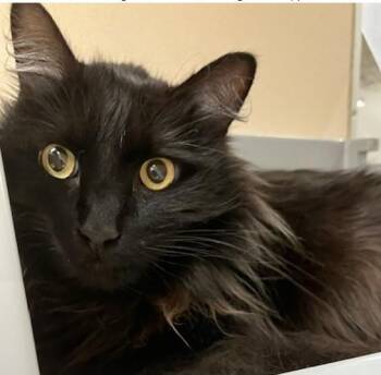 SMITTY -  Domestic Long Hair Cat for Adoption in Springfield, Massachusetts - SMITTY | PetCurious