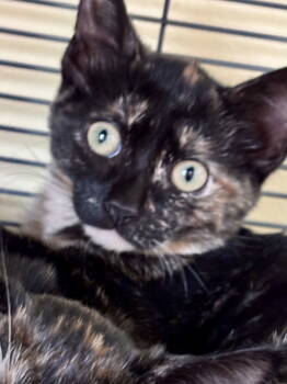 Rescue Domestic Short Hair Cats for Adoption in Trenton, New Jersey - Karla Bee (TAS#7) | PetCurious