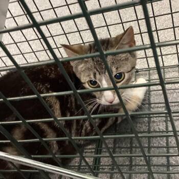 Domestic Short Hair Cats Available for Adoption - Cappuccino | PetCurious