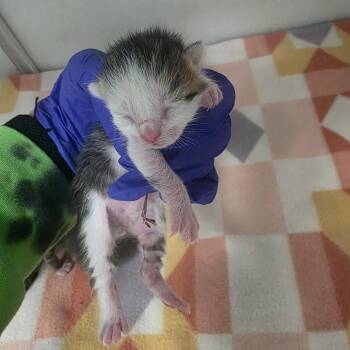 Octo -  Domestic Short Hair Cat for Adoption in Duncan, Oklahoma - Octo | PetCurious