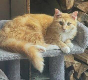 Domestic Long Hair Cats Available for Adoption in Anchorage, Alaska - Amaryllis | PetCurious