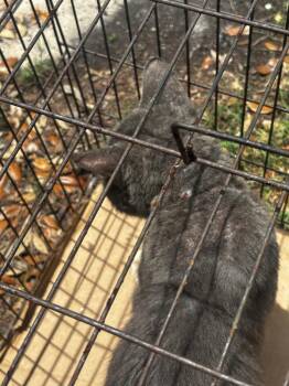 silverfish -  American Shorthair Cat Available for Adoption in Rockport, Texas - Silverfish | PetCurious
