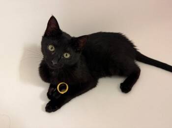 Domestic Short Hair Cats Available for Adoption - Sprout | PetCurious