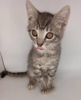 Domestic Short Hair Cats Available for Adoption in San Jacinto, California - Jasper | PetCurious
