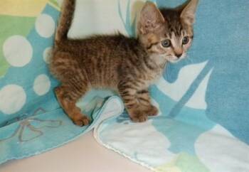 TABI -  Domestic Short Hair Cat for Adoption in San Jose, California - TABI | PetCurious