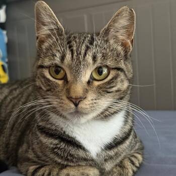 Babli -  Domestic Short Hair Cat for Adoption in Wilmington, Delaware - Babli | PetCurious