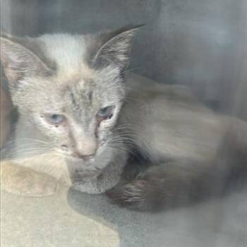 Sammy -  Siamese Cat for Adoption in San Gabriel, California - Sammy | PetCurious