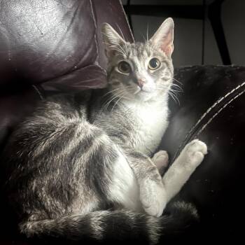 Domestic Short Hair Cats Available for Adoption - Fidelfo | PetCurious