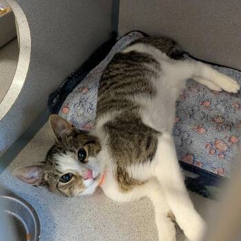 Thomas Jefferson -  Domestic Short Hair Cat for Adoption in Greenville, Pennsylvania - Thomas Jefferson | PetCurious