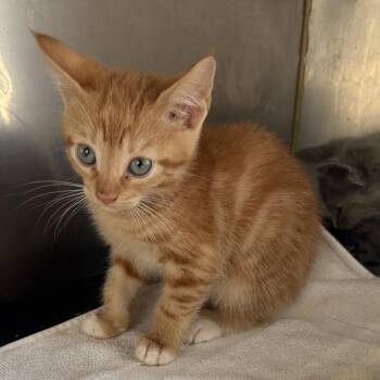 Moss -  Domestic Short Hair Cat for Adoption in Goshen, Indiana - Moss | PetCurious