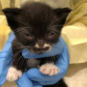 Stash -  Domestic Short Hair Cat for Adoption in Oak Park, Illinois - Stash | PetCurious