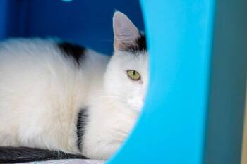 Domestic Short Hair Cats Available for Adoption - Obi-Wan Kenobi (Topaz) | PetCurious