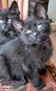 Saffron -  Domestic Long Hair Cat for Adoption in Rochester Hills, Michigan - Saffron | PetCurious