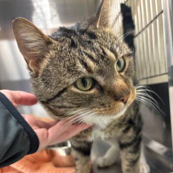 Mr. Kitty -  Domestic Short Hair Cat for Adoption in Springfield, Illinois - Mr. Kitty | PetCurious