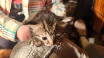 Domestic Short Hair Cats Available for Adoption in Gladwin, Michigan - Kitten 4 | PetCurious