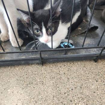 Roxy -  Domestic Short Hair Cat for Adoption in Kingman, Arizona - Roxy | PetCurious