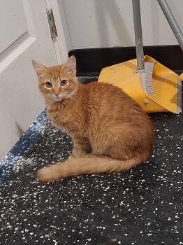 Brinkley -  Domestic Medium Hair Cat for Adoption in Lewisburg, Tennessee - Brinkley | PetCurious