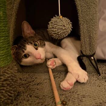 Bento Box -  Domestic Short Hair Cat for Adoption - Bento Box | PetCurious