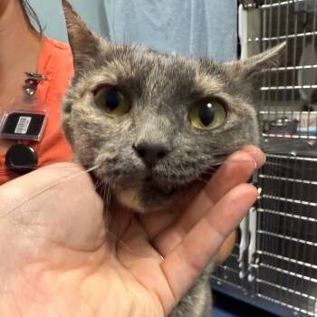 Rescue Domestic Short Hair Cats for Adoption in Greensboro, North Carolina - Gracie May | PetCurious