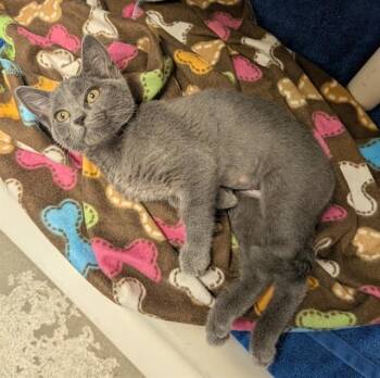 LAMBO -  Domestic Short Hair Cat for Adoption in Salinas, California - LAMBO | PetCurious