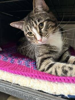 Domestic Short Hair Cats Available for Adoption - Walt Whiskers | PetCurious