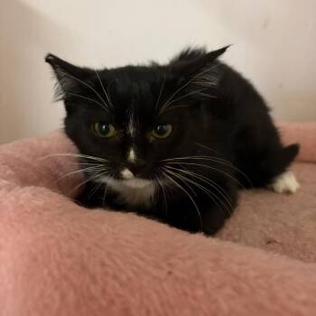 Tricky -  American Shorthair Cat for Adoption in Newberg, Oregon - Tricky | PetCurious