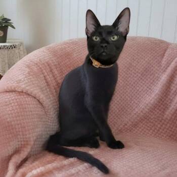 Radio -  Burmese and Bombay Cat for Adoption in Knoxville, Tennessee - Radio | PetCurious