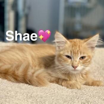Shae -  Domestic Medium Hair Cat for Adoption in Peachtree City, Georgia - Shae | PetCurious