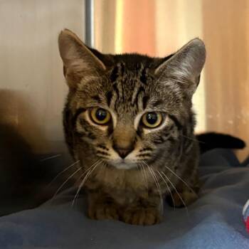 Capy -  Domestic Short Hair Cat for Adoption in Shinnston, West Virginia - Capy | PetCurious