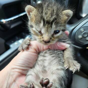 Peanut -  Domestic Short Hair Cat for Adoption in Lake Jackson, Texas - Peanut | PetCurious