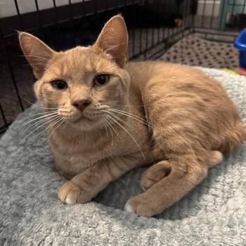 Owen- at Petsmart Madison East -  Domestic Short Hair Cat for Adoption in Madison, Wisconsin - Owen- At Petsmart Madison East | PetCurious