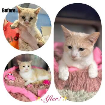 Rescue Domestic Short Hair Cats for Adoption in Pegram, Tennessee - SHIRE | PetCurious
