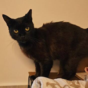Frumpie -  Domestic Short Hair Cat Available for Adoption in Boston, Massachusetts - Frumpie | PetCurious
