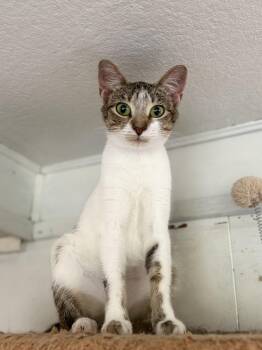 Halo -  Domestic Short Hair Cat for Adoption in Royalton, Illinois - Halo | PetCurious
