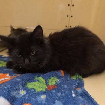 Ju Ju Bee -  Domestic Long Hair Cat for Adoption in Clarksville, Virginia - Ju Ju Bee | PetCurious