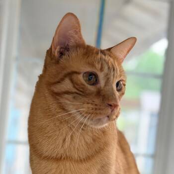 Diego -  Domestic Short Hair Cat for Adoption in Aldie, Virginia - Diego | PetCurious