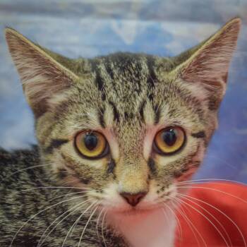 Talasyn -  Tabby and Domestic Short Hair Cat for Adoption in Huntley, Illinois - Talasyn | PetCurious