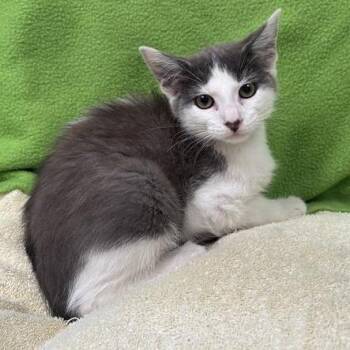 Lilian -  Domestic Short Hair Cat for Adoption in Long Beach, California - Lilian | PetCurious
