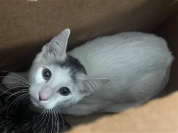 ARNOLD -  Domestic Medium Hair Cat for Adoption in Dallas, Texas - ARNOLD | PetCurious