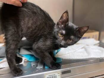 BYNX -  Domestic Short Hair Cat Available for Adoption in Fort Wayne, Indiana - BYNX | PetCurious