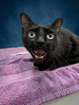 RANDI -  Domestic Short Hair Cat for Adoption in Peoria, Illinois - RANDI | PetCurious