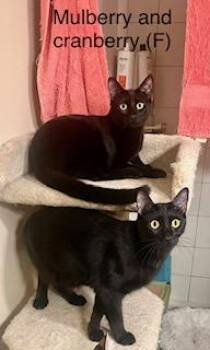 Bombay Cats Available for Adoption - Mulberry & Cranberry (bonded Pair) | PetCurious