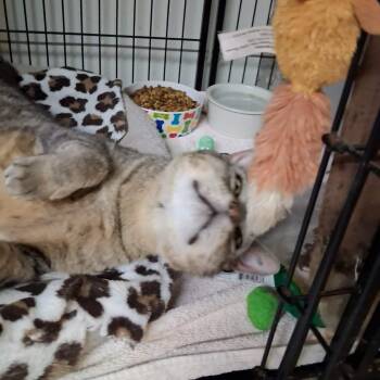 Tug -  Domestic Short Hair Cat for Adoption in Vine Grove, Kentucky - Tug | PetCurious