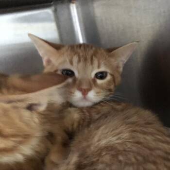 OPAC6893/MM -  Domestic Short Hair Cat for Adoption in Oak Park, Illinois - OPAC6893/MM | PetCurious