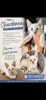 Chardonnay -  Domestic Short Hair Cat for Adoption in Beaufort, South Carolina - Chardonnay | PetCurious