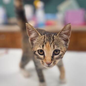 Kimmi -  Domestic Short Hair Cat for Adoption in Starkville, Mississippi - Kimmi | PetCurious