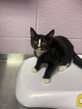 61564902 -  Domestic Short Hair Cat for Adoption in El Paso, Texas - 61564902 | PetCurious