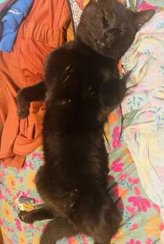 Domestic Short Hair Cats Available for Adoption - Zz-Jack | PetCurious